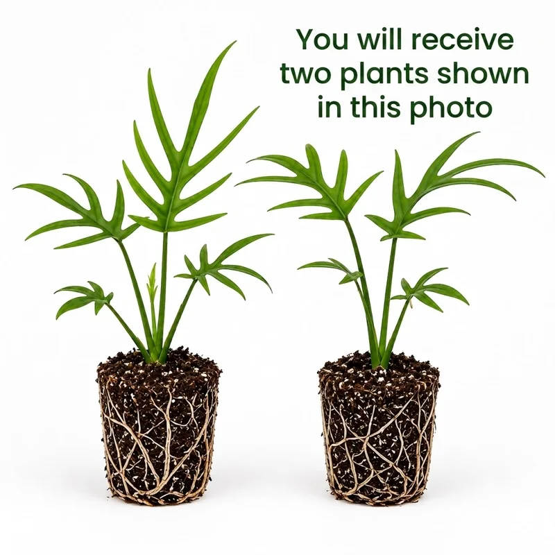 Philodendron Tortum Live Plant Set – 2 Houseplants, 4-8 Inch Tall, Indoor - Image 2