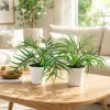 Philodendron Tortum Live Plant Set – 2 Houseplants, 4-8 Inch Tall, Indoor - Image 1
