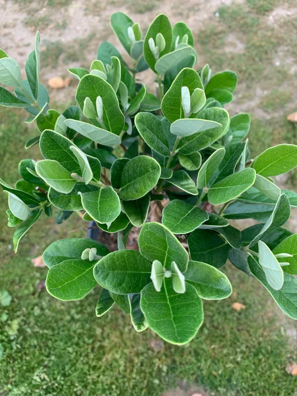 Pineapple Guava Live Plant (Feijoa Sellowiana) 2-3 Ft Tall in 3 Gal Pot Pineapple Guava Live Plant (Feijoa Sellowiana) 2-3 Ft Tall in 3 Gal Pot - Image 3