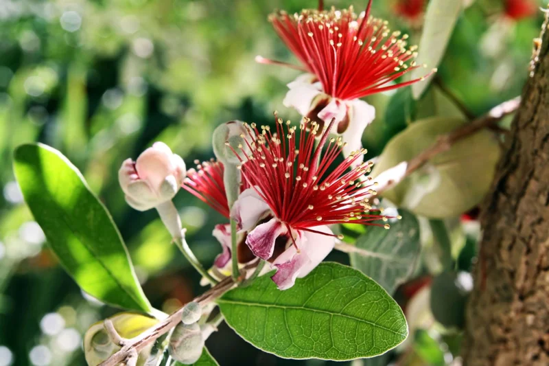 Pineapple Guava Live Plant (Feijoa Sellowiana) 2-3 Ft Tall in 3 Gal Pot - Image 1