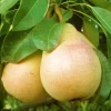 Pineapple Pear Live Plant – 3 Feet Tall – 3 Gallon Pot – Outdoor Fruit Tree Pineapple Pear Live Plant – 3 Feet Tall – 3 Gallon Pot – Outdoor Fruit Tree - Image 1