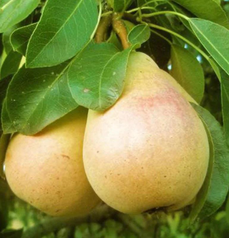 Pineapple Pear Live Plant – 3 Feet Tall – 3 Gallon Pot – Outdoor Fruit Tree - Image 1