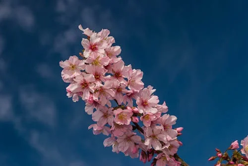 Pink Cloud Flowering Cherry Tree - Live Plant - 2-3 Ft Tall - Grafted - Outdoor - Image 2