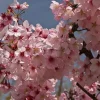 Pink Cloud Flowering Cherry Tree - Live Plant - 2-3 Ft Tall - Grafted - Outdoor - Image 1