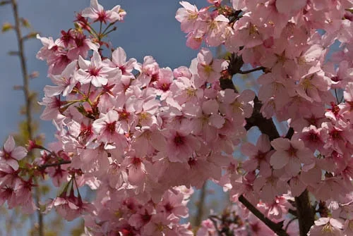 Pink Cloud Flowering Cherry Tree - Live Plant - 2-3 Ft Tall - Grafted - Outdoor - Image 1