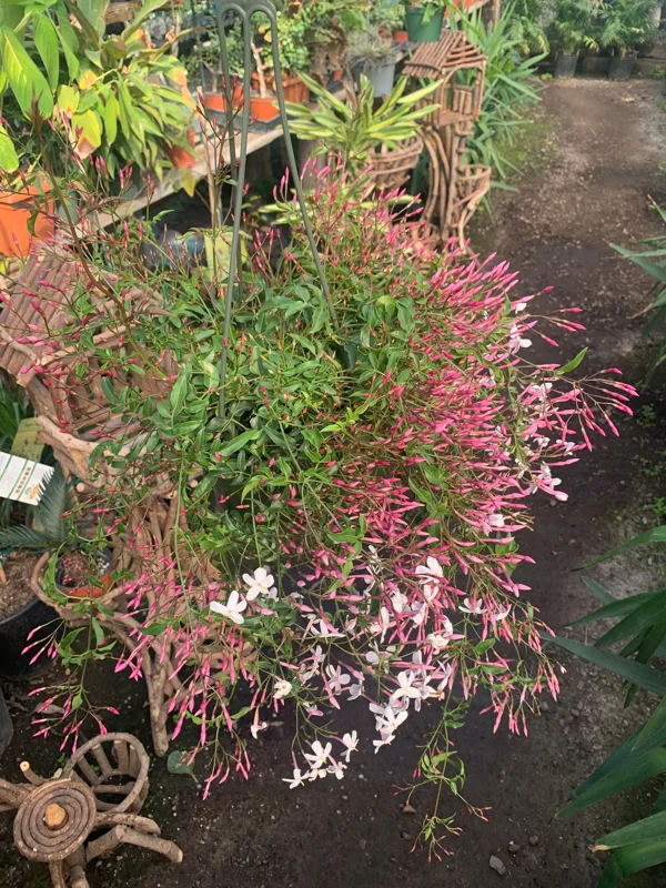 Pink Jasmine Live Plant – Fragrant Vining Plant – 4-6 inch Pot - Image 2