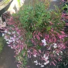 Pink Jasmine Live Plant – Fragrant Vining Plant – 4-6 inch Pot - Image 1