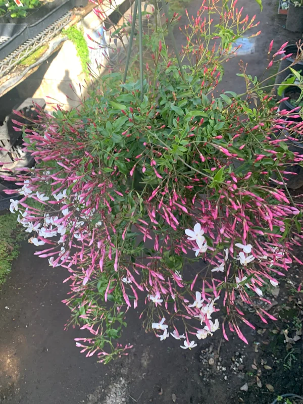 Pink Jasmine Live Plant – Fragrant Vining Plant – 4-6 inch Pot - Image 1