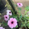Pink Thunbergia Alata Vine Live Plant - 6 inch Pot - Climbing Outdoor - Image 1