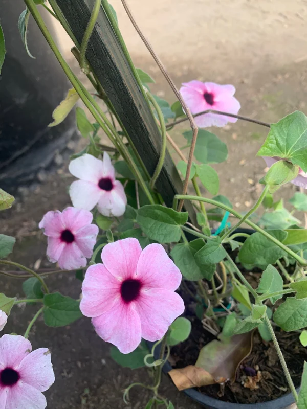 Pink Thunbergia Alata Vine Live Plant - 6 inch Pot - Climbing Outdoor - Image 1