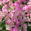 Pink & White Bougainvillea Live Plant – 2-3 ft Tall – 3 Gallon Pot - Image 1