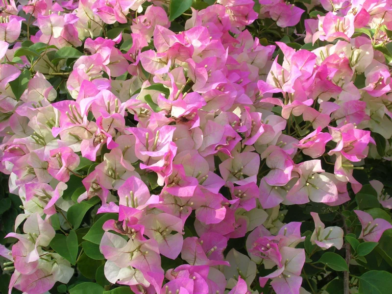 Pink & White Bougainvillea Live Plant – 2-3 ft Tall – 3 Gallon Pot - Image 1
