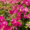 Pink & White Bougainvillea Live Plant – 3 to 4 ft Tall in 3 Gallon Pot – Outdoor Vine - Image 1