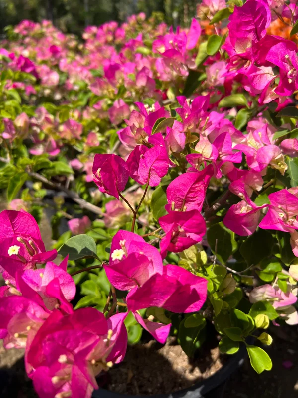 Pink & White Bougainvillea Live Plant – 3 to 4 ft Tall in 3 Gallon Pot – Outdoor Vine - Image 1