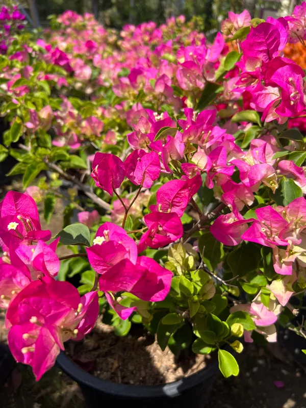 Pink & White Bougainvillea Live Plant – 3 to 4 ft Tall in 3 Gallon Pot – Outdoor Vine - Image 2