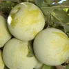 Pluot 'Flavor Queen' Live Tree - 2 Feet Tall in 3 Gallon Pot Pluot 'Flavor Queen' Live Tree - 2 Feet Tall in 3 Gallon Pot - Image 1