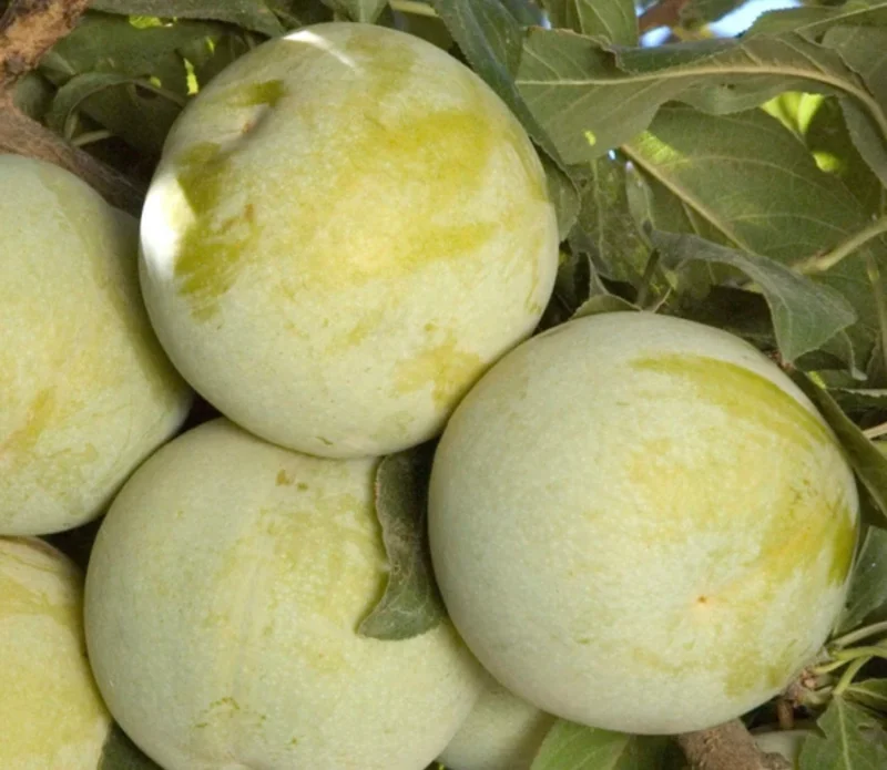 Pluot 'Flavor Queen' Live Tree - 2 Feet Tall in 3 Gallon Pot - Image 1