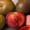 Pluot 'Flavor Supreme' Live Tree – 4 Feet Tall – Ships in 3 Gallon Pot – Outdoor Fruit Tree - Image 1