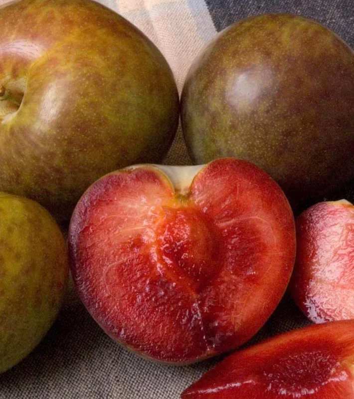 Pluot 'Flavor Supreme' Live Tree – 4 Feet Tall – Ships in 3 Gallon Pot – Outdoor Fruit Tree - Image 1
