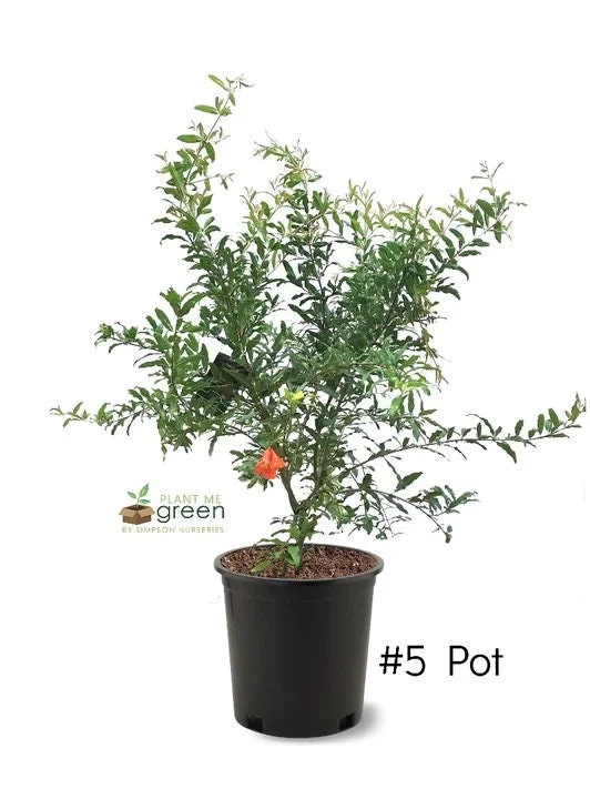 Pomegranate Live Plant - 2-3 Feet Tall - Produces Fruit - Ships in 3 Gallon Pot - Image 2