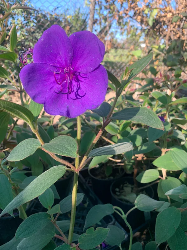 Princess Flower Tibouchina Urvilleana Live Plant – 1 ft Tall – Ship in 6" Pot - Image 2