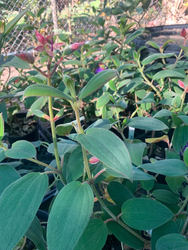 Princess Flower Tibouchina Urvilleana Live Plant – 1 ft Tall – Ship in 6" Pot Princess Flower Tibouchina Urvilleana Live Plant – 1 ft Tall – Ship in 6" Pot - Image 3