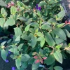 Princess Flower Tibouchina Urvilleana Live Plant – 1 ft Tall – Ship in 6" Pot - Image 1