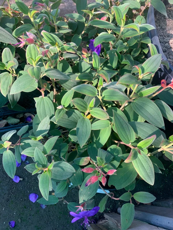 Princess Flower Tibouchina Urvilleana Live Plant – 1 ft Tall – Ship in 6" Pot - Image 1
