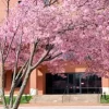 Prunus serrulata 'Pink Cloud' Flowering Cherry Tree – Live Plant – 2-3 Feet Tall – 3 Gallon Pot – Outdoor Prunus serrulata 'Pink Cloud' Flowering Cherry Tree – Live Plant – 2-3 Feet Tall – 3 Gallon Pot – Outdoor - Image 1