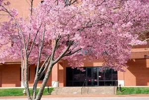 Prunus serrulata 'Pink Cloud' Flowering Cherry Tree – Live Plant – 2-3 Feet Tall – 3 Gallon Pot – Outdoor - Image 1