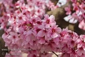 Prunus serrulata 'Pink Cloud' Flowering Cherry Tree – Live Plant – 2-3 Feet Tall – 3 Gallon Pot – Outdoor - Image 2