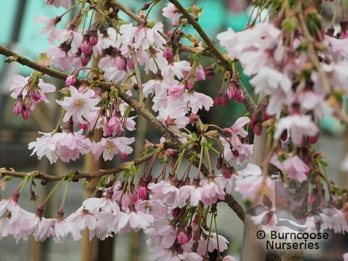 Prunus subhirtella 'Autumnalis Rosea' Flowering Cherry Tree – Live Plant – 2-3 Feet Tall - Image 2