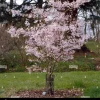 Prunus subhirtella 'Autumnalis Rosea' Flowering Cherry Tree – Live Plant – 2-3 Feet Tall - Image 1