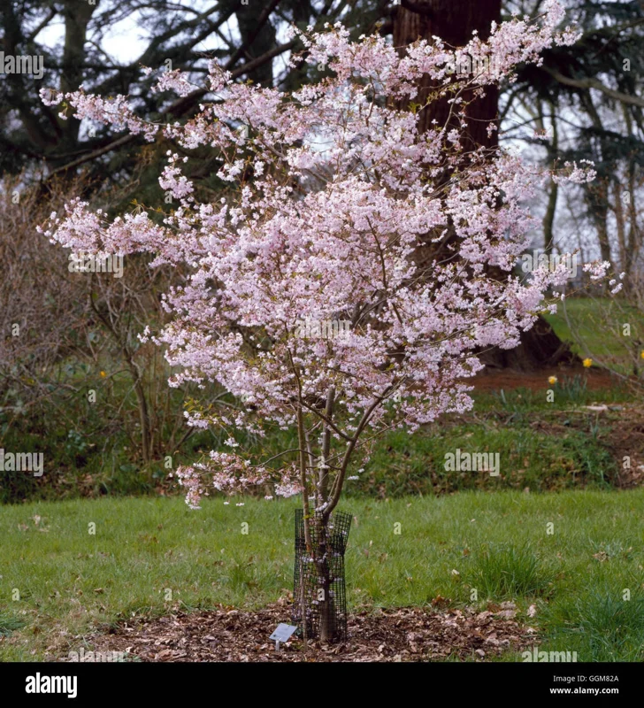 Prunus subhirtella 'Autumnalis Rosea' Flowering Cherry Tree – Live Plant – 2-3 Feet Tall - Image 1