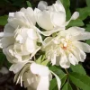 Purezza Rose Live Plant – Rosa Banksiae ‘Purezza’ – 6 inch Pot – Outdoor White Climbing Rose Purezza Rose Live Plant – Rosa Banksiae ‘Purezza’ – 6 inch Pot – Outdoor White Climbing Rose - Image 1