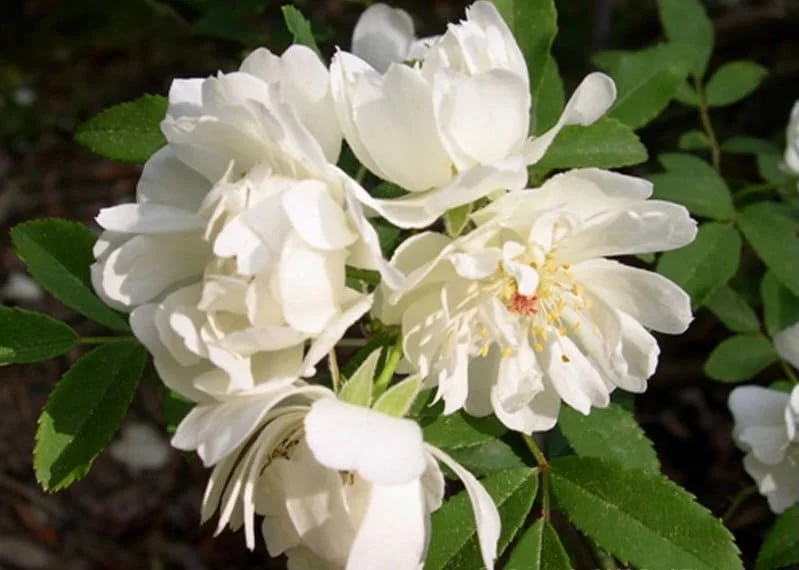 Purezza Rose Live Plant – Rosa Banksiae ‘Purezza’ – 6 inch Pot – Outdoor White Climbing Rose - Image 1