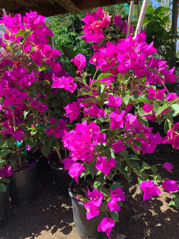 Purple Bougainvillea Live Plant – 1 Ft Tall, 6" Pot – Outdoor Shrub - Image 1