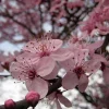 Purple Pony Plum Tree Live Plant – Grafted – 2 to 3 Feet Tall – Outdoor Purple Pony Plum Tree Live Plant – Grafted – 2 to 3 Feet Tall – Outdoor - Image 1
