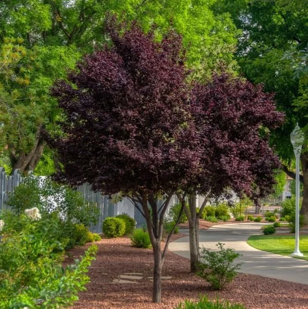 Purple Pony Plum Tree Live Plant – Grafted – 2 to 3 Feet Tall – Outdoor - Image 2