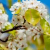 Pyrus kawakamii Live Plant – Evergreen Pear Tree – 2ft Tall – 6in Pot – Outdoor Ornamental - Image 1