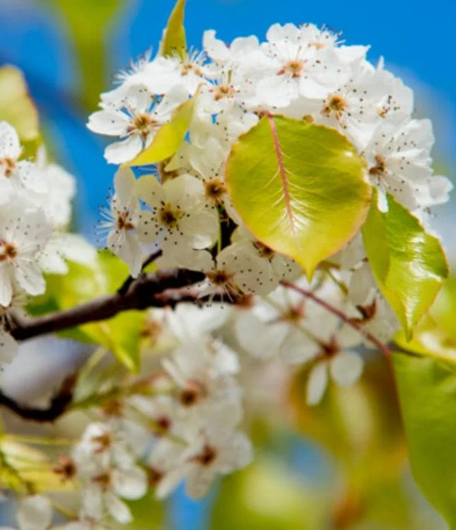 Pyrus kawakamii Live Plant – Evergreen Pear Tree – 2ft Tall – 6in Pot – Outdoor Ornamental - Image 1