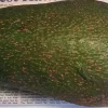 Queen Avocado Tree – Live Plant – Grafted – 1 Foot Tall Queen Avocado Tree – Live Plant – Grafted – 1 Foot Tall - Image 1