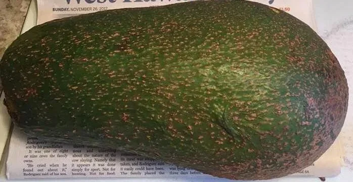 Queen Avocado Tree – Live Plant – Grafted – 1 Foot Tall - Image 1
