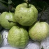 Queen Guava Live Plant - 2 Feet Tall, Fruit Tree in 3 Gallon Pot Queen Guava Live Plant - 2 Feet Tall, Fruit Tree in 3 Gallon Pot - Image 1