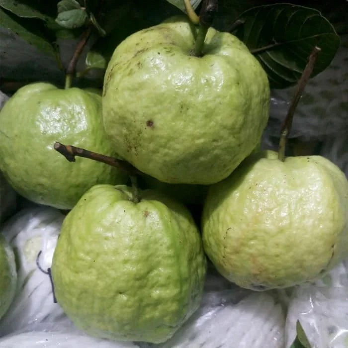 Queen Guava Live Plant - 2 Feet Tall, Fruit Tree in 3 Gallon Pot - Image 1