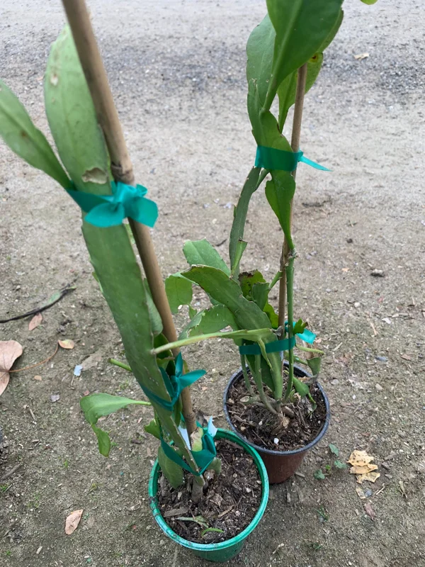 Queen of the Night Epiphyllum Live Plant - 6 inch Pot - Indoor Cactus - Image 2