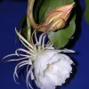 Queen of the Night Epiphyllum Live Plant - 6 inch Pot - Indoor Cactus - Image 1