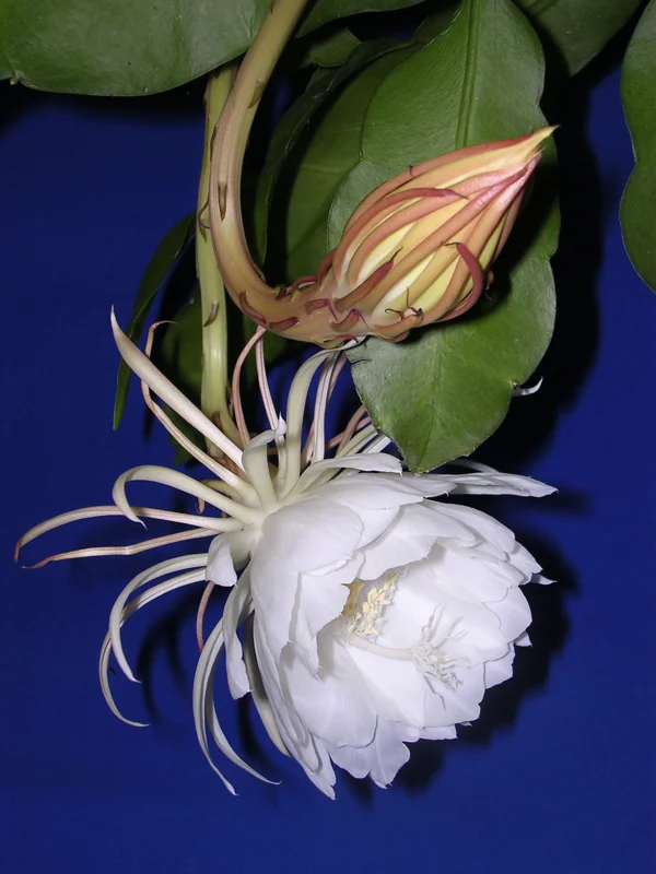 Queen of the Night Epiphyllum Live Plant - 6 inch Pot - Indoor Cactus - Image 1