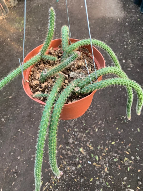 Rat Tail Cactus Live Plant – Aporocactus Flagelliformis in 6" Pot - Image 1