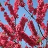 Red Baron Peach Tree Live Plant – 2-3 Ft Tall, Sweet Peaches, 3 Gallon Pot - Image 1